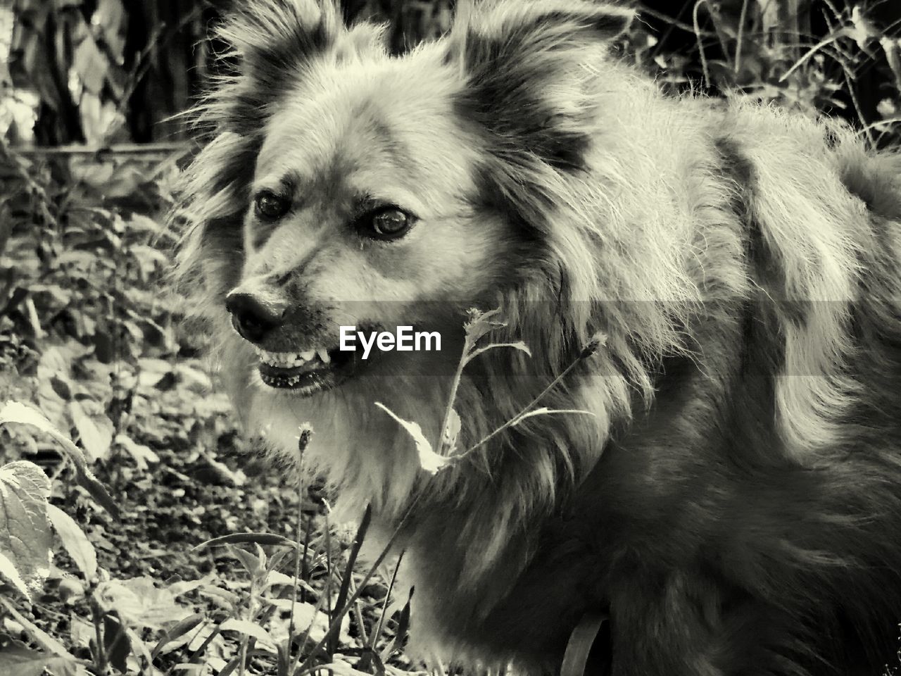 CLOSE-UP OF DOG AT PARK