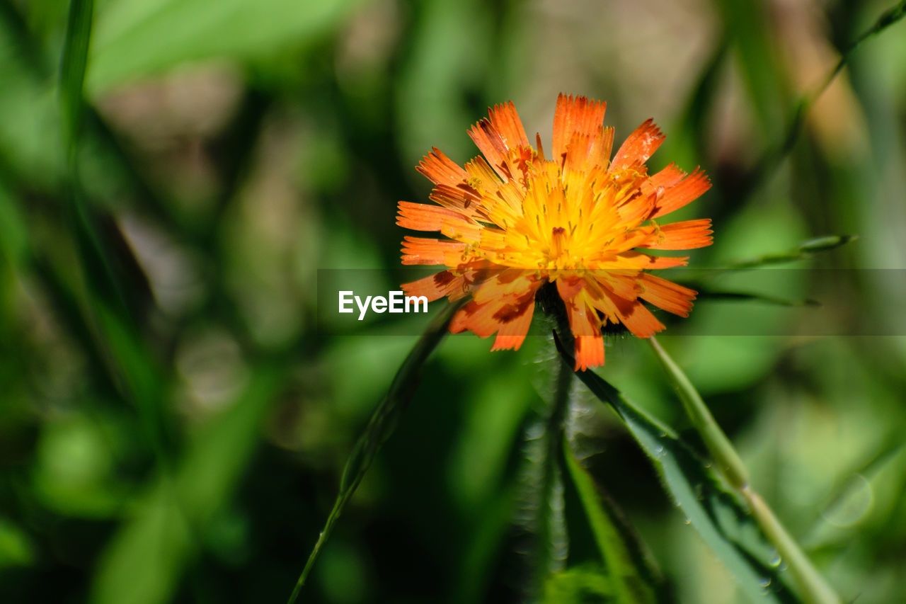 CLOSE-UP OF ORANGE GERBERA BLOOMING OUTDOORS