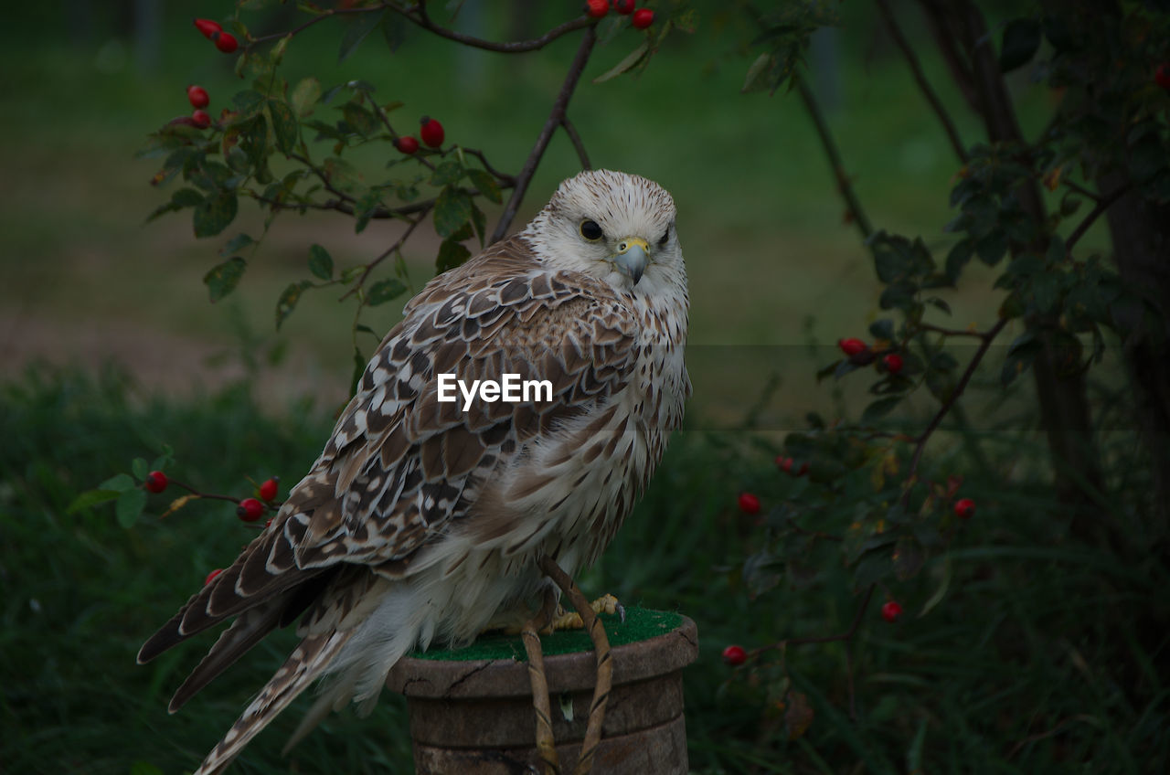 CLOSE-UP OF BIRD PERCHING ON BRANCH