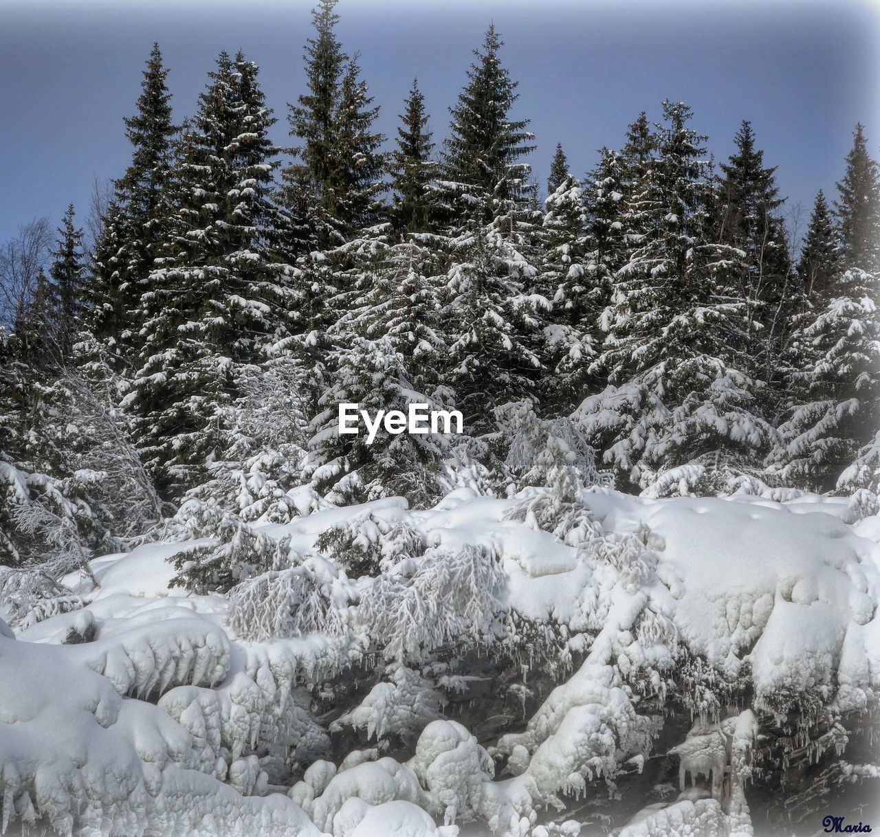 Snow covered pine trees in forest