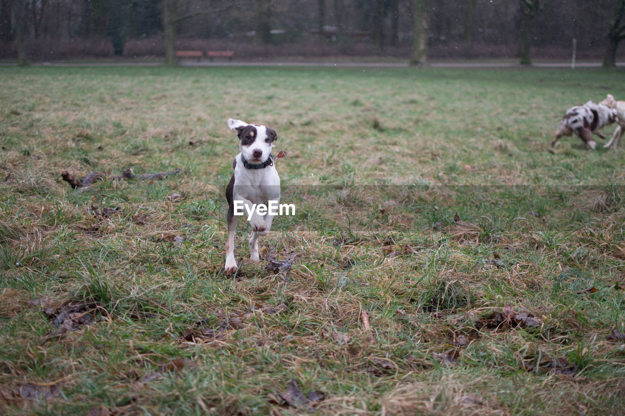 DOG ON FIELD