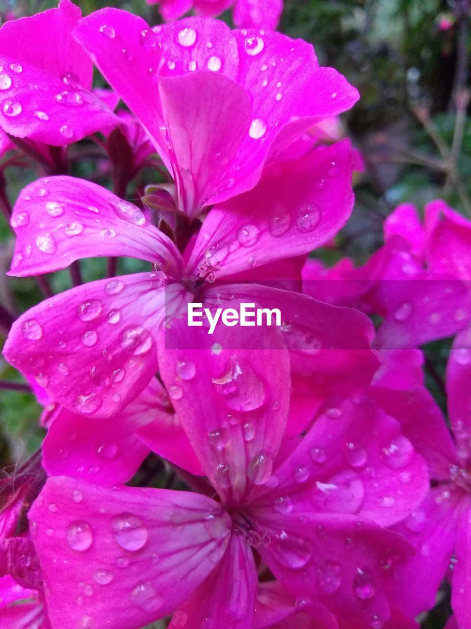 CLOSE-UP OF WATER DROPS ON FLOWERS