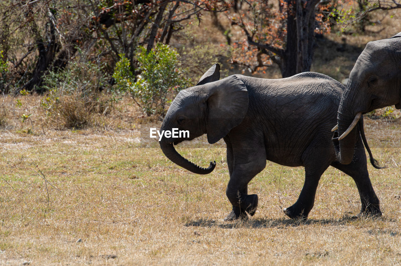 animal themes, animal, animal wildlife, wildlife, mammal, indian elephant, elephant, one animal, safari, plant, nature, tree, no people, african elephant, side view, adventure, full length, tourism, outdoors, walking, day, travel destinations, animal body part, travel, environment, savanna, standing, grass