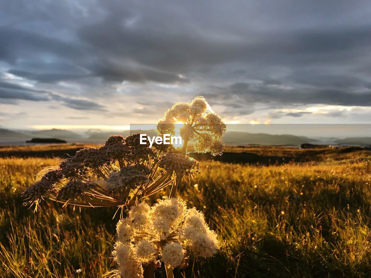 Scenic view of field against sky during sunset