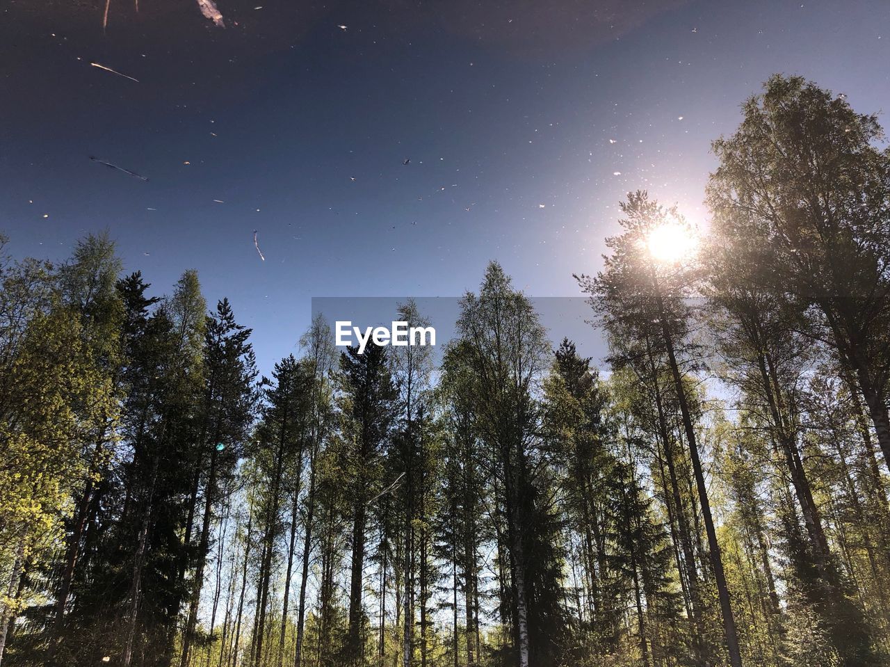 Low angle view of trees in forest against sky