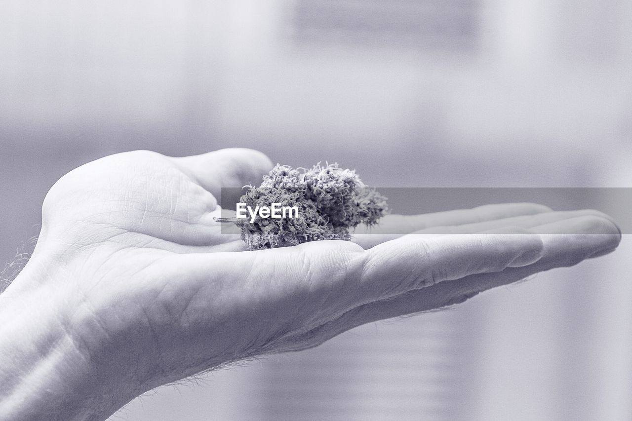 Cropped hand of man holding marijuana