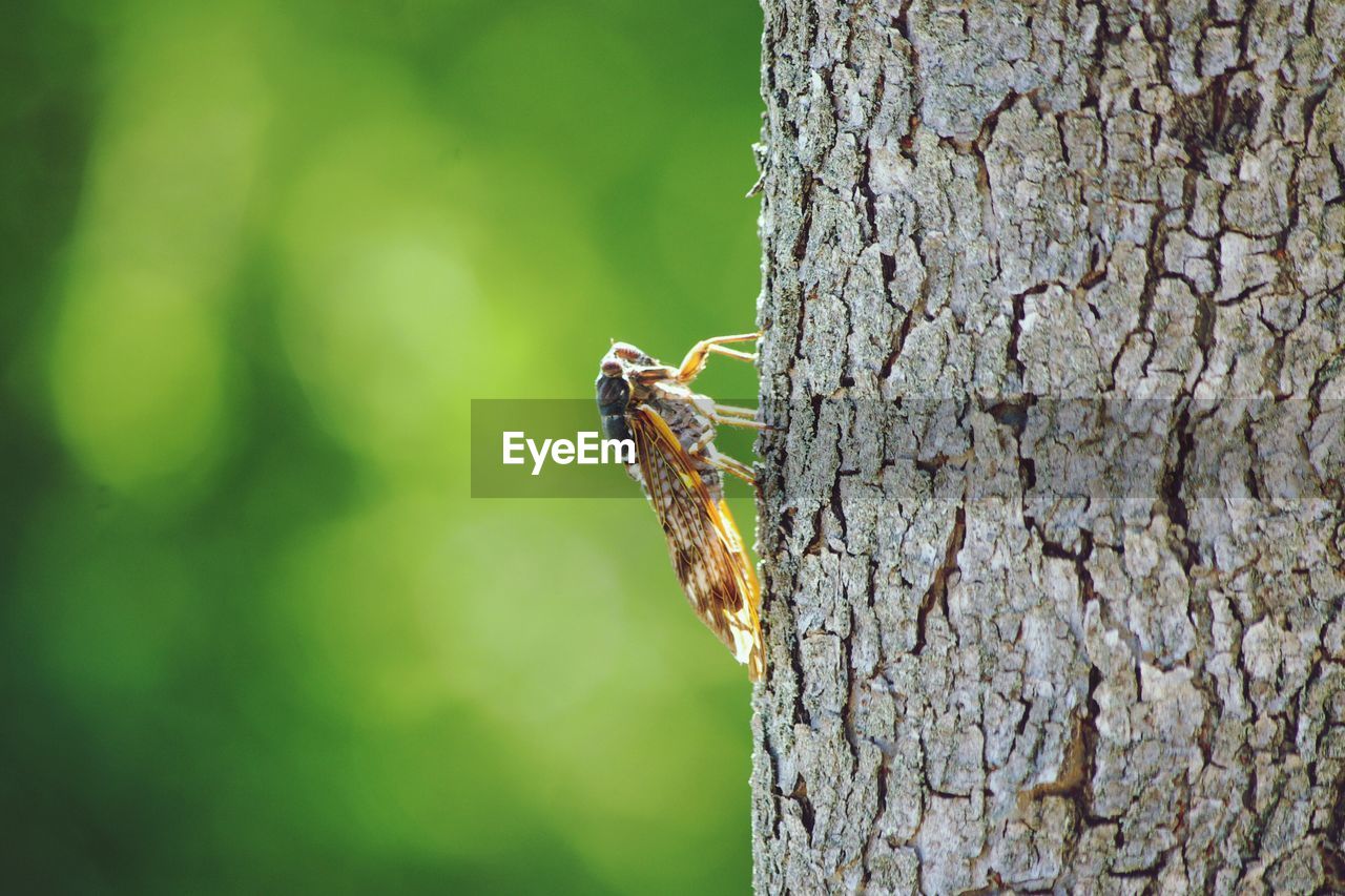 Close-up of cicada on tree trunk