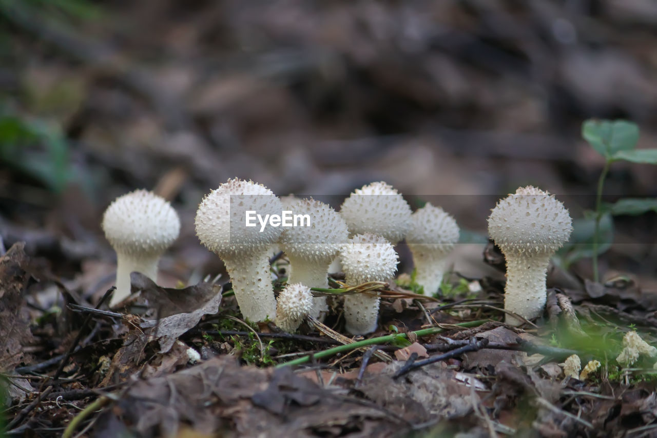 Mushrooms growing in wild forest. lycoperdon mushroom.