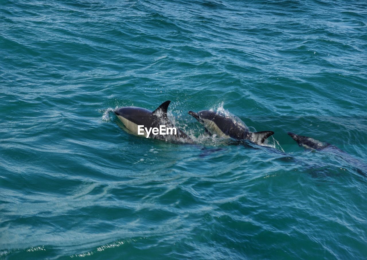 High angle view of dolphins swimming in sea