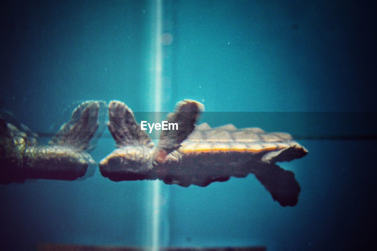 CLOSE-UP OF JELLYFISH IN AQUARIUM