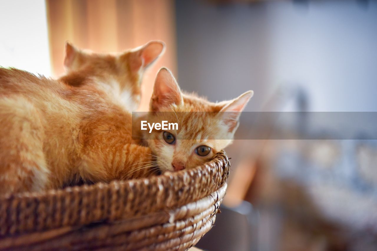 Close-up of ginger cats in basket