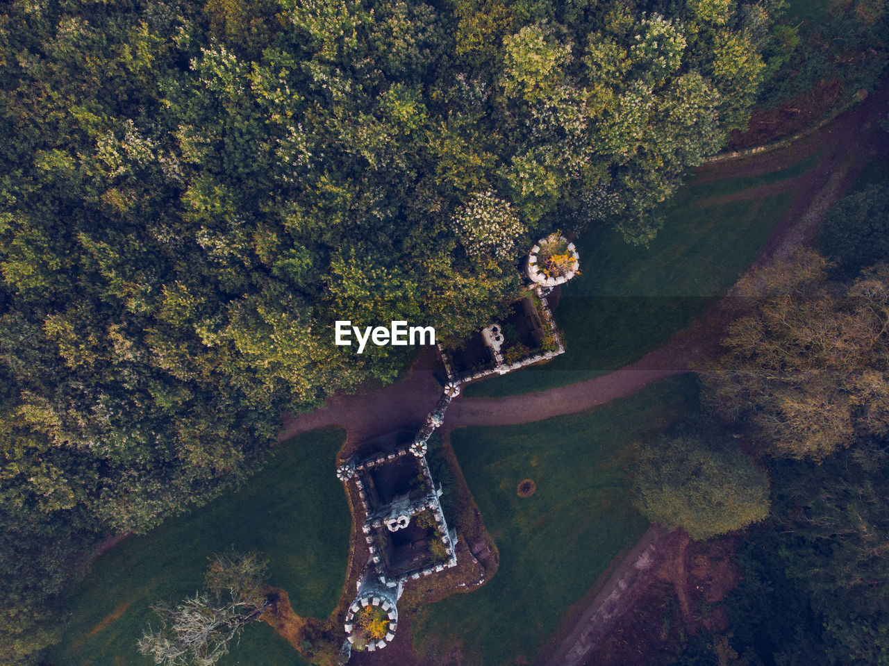 High angle view of trees in forest