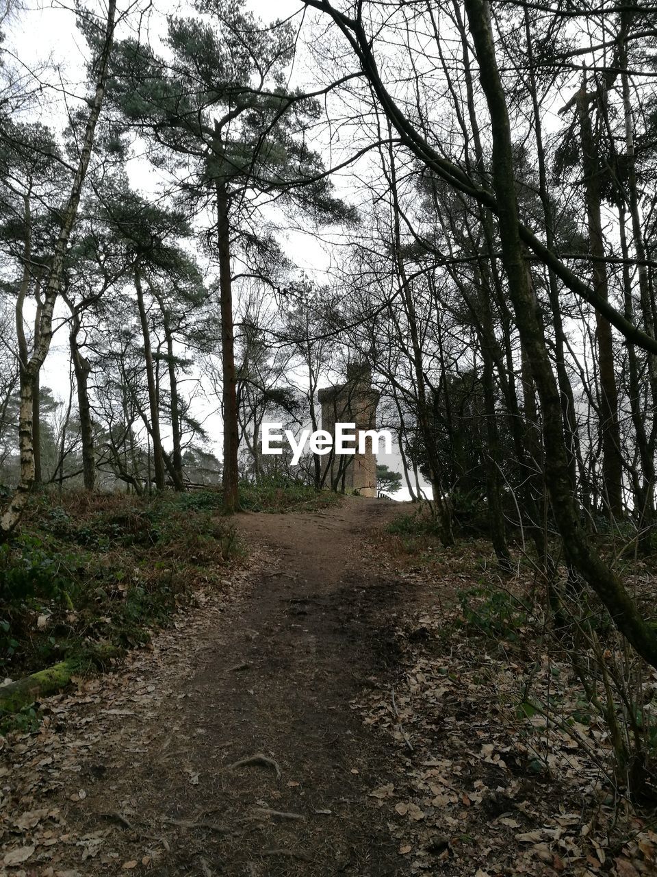 TREES GROWING IN FOREST