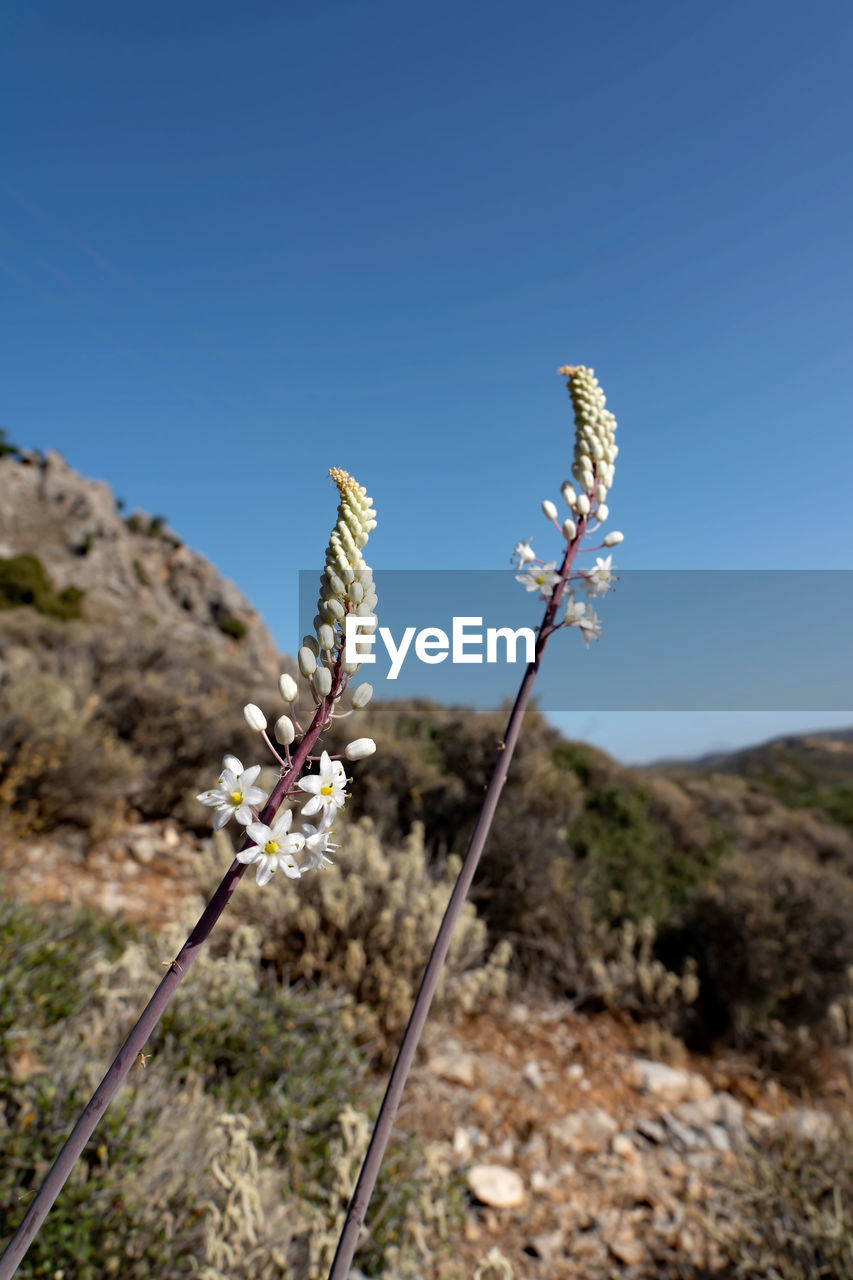 plant, nature, flower, sky, beauty in nature, clear sky, no people, blue, day, environment, land, landscape, mountain, outdoors, scenics - nature, flowering plant, sunny, focus on foreground, desert, tranquility, sunlight, rock, growth, close-up, non-urban scene, cactus
