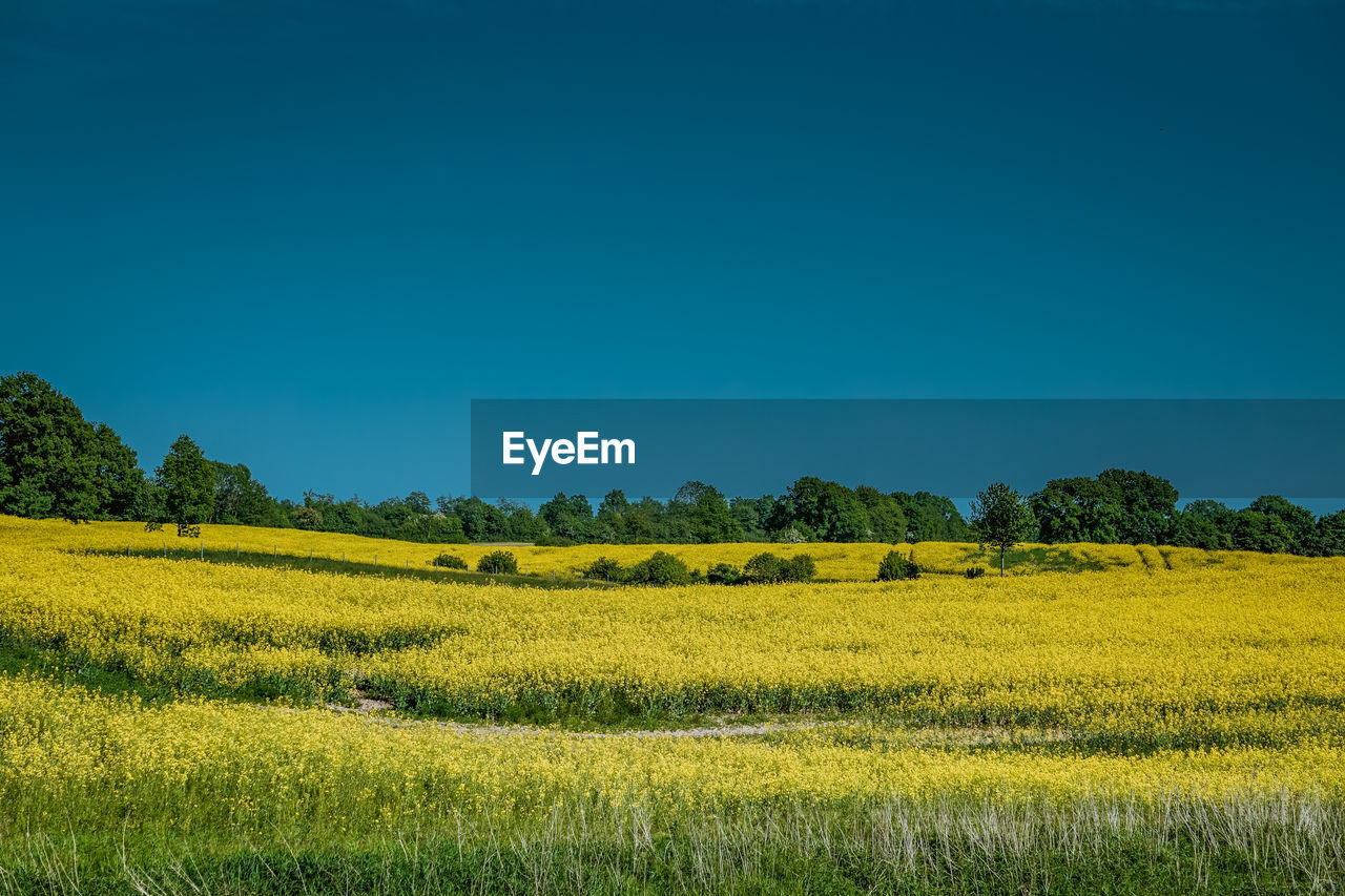 Scenic view of yellow field against clear blue sky