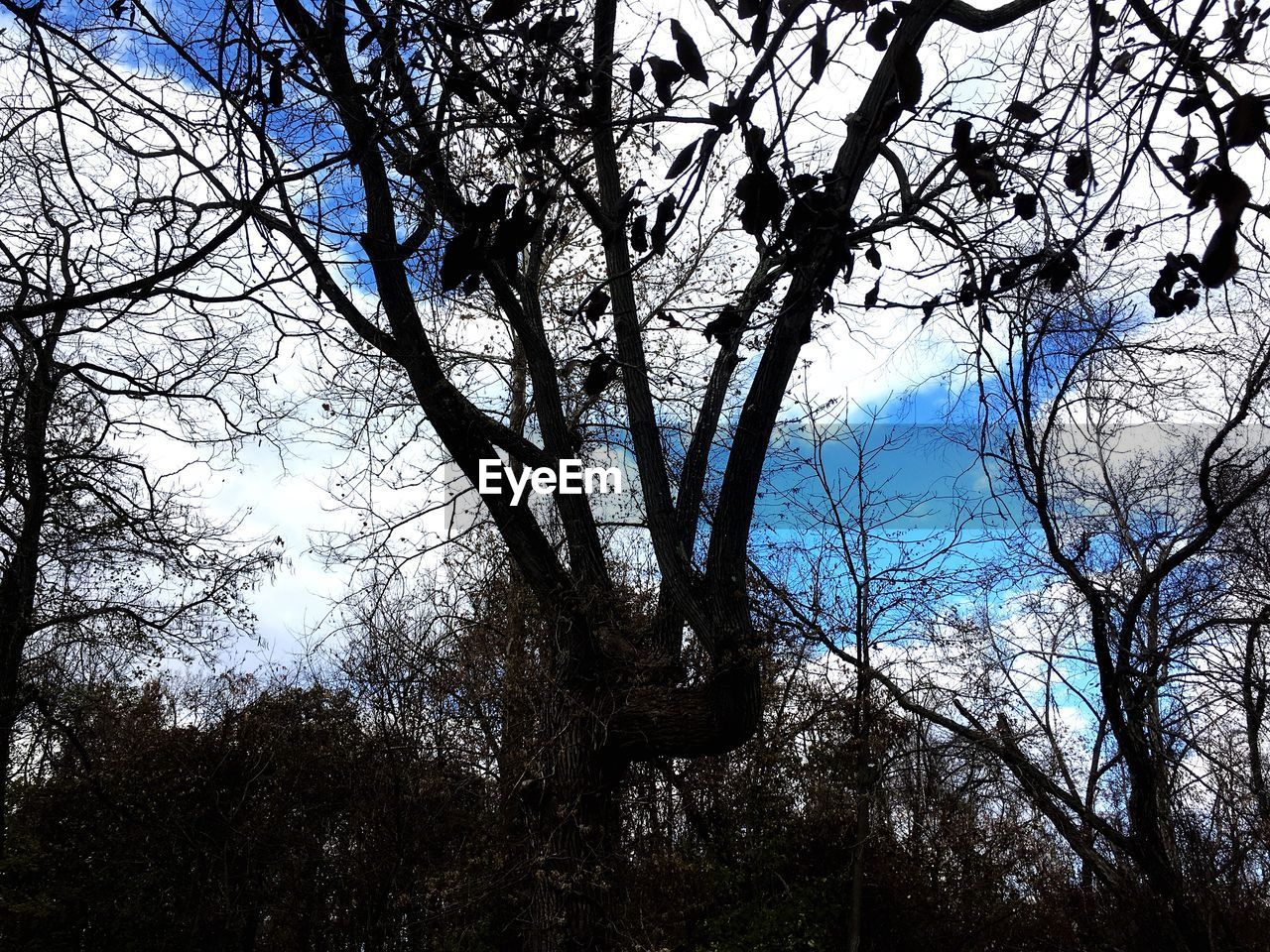 LOW ANGLE VIEW OF TREES IN FOREST AGAINST SKY