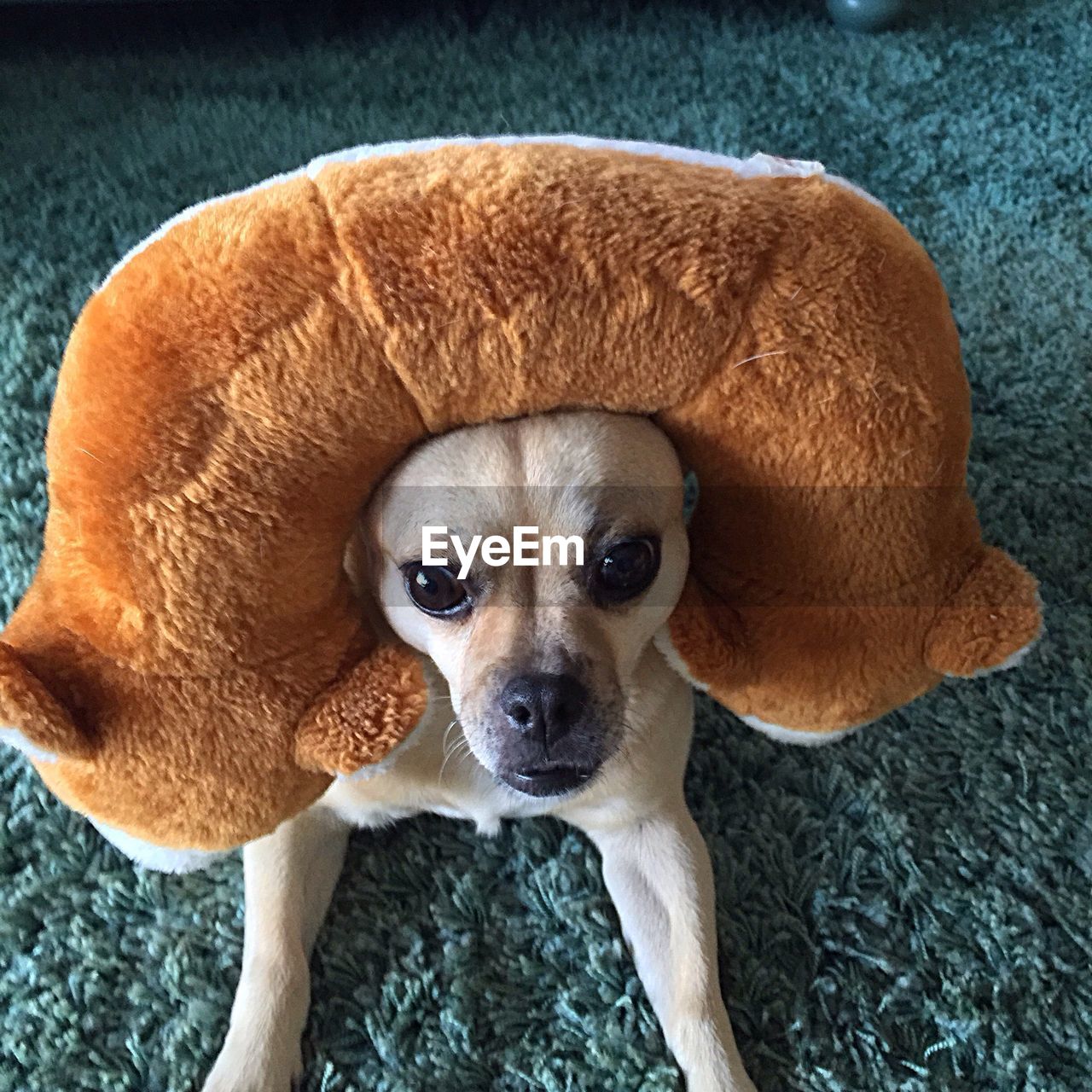 High angle view of puppy with stuffed toy on rug