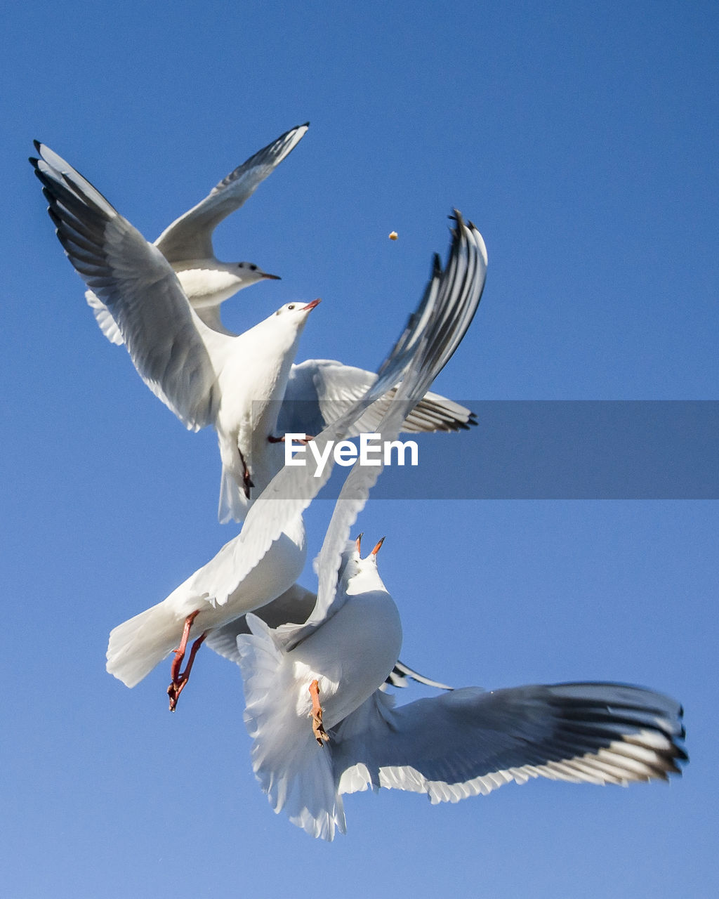 LOW ANGLE VIEW OF SEAGULLS FLYING IN SKY