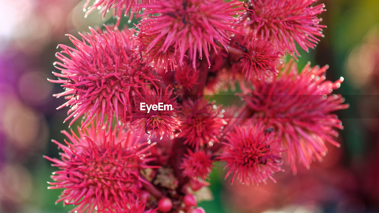 CLOSE-UP OF RED FLOWERING PLANT