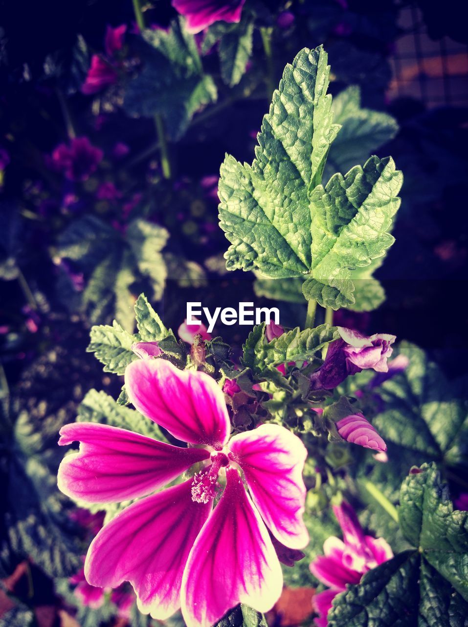 CLOSE-UP OF PINK FLOWER