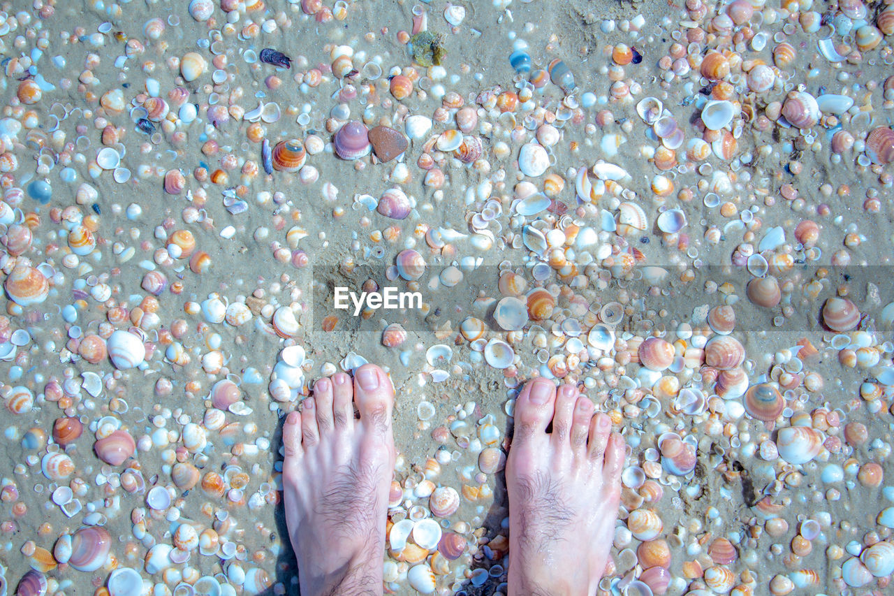 Low section of man standing on seashells at beach