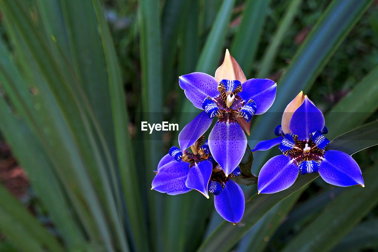 Close-up of purple flowers