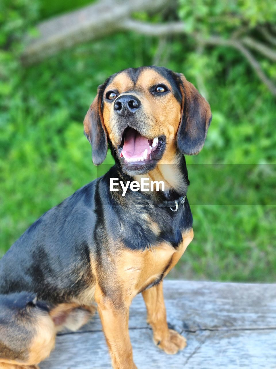 Close-up portrait of a dog