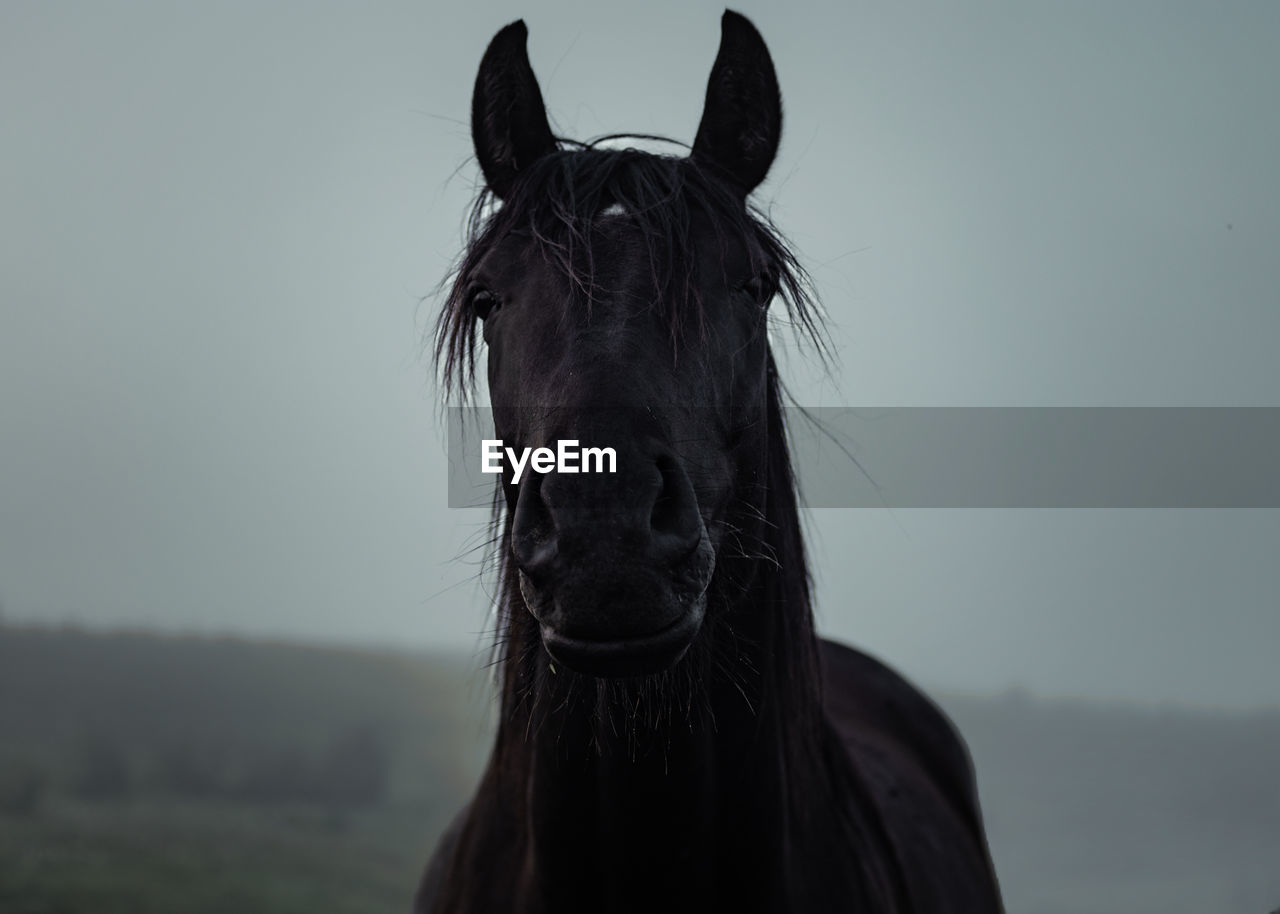 Close-up view of black horse pony eyes snout in haze fog foggyhorse standing against sky
