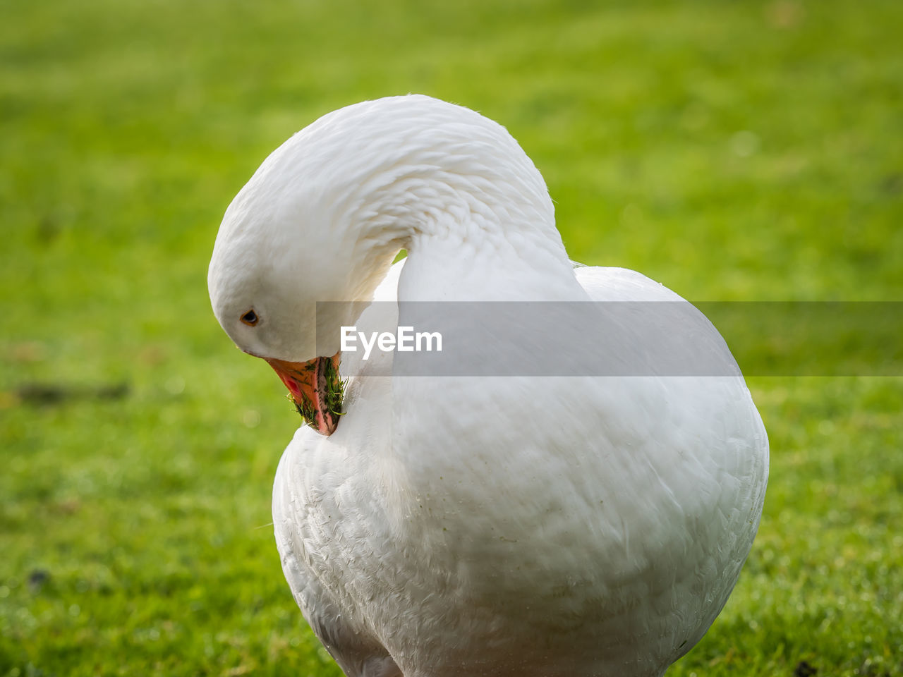 CLOSE-UP OF SWAN ON THE FIELD