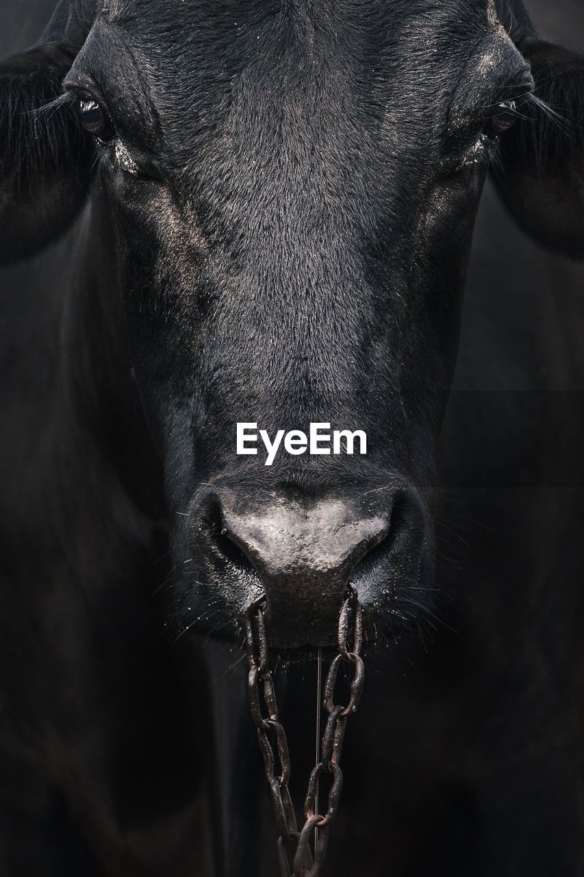 Close-up portrait of a bull