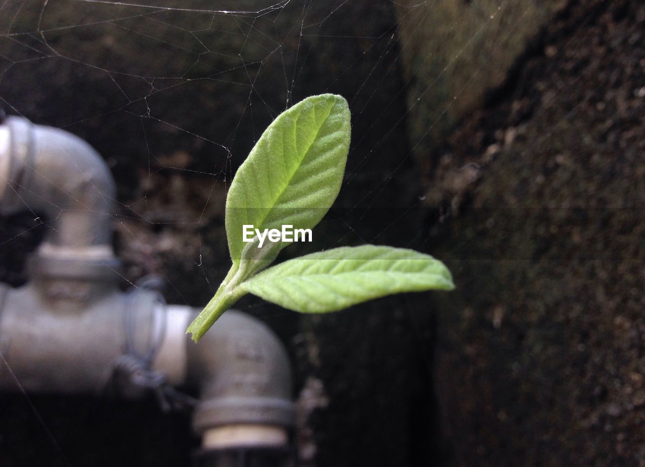 CLOSE-UP OF GREEN LEAVES GROWING ON PLANT