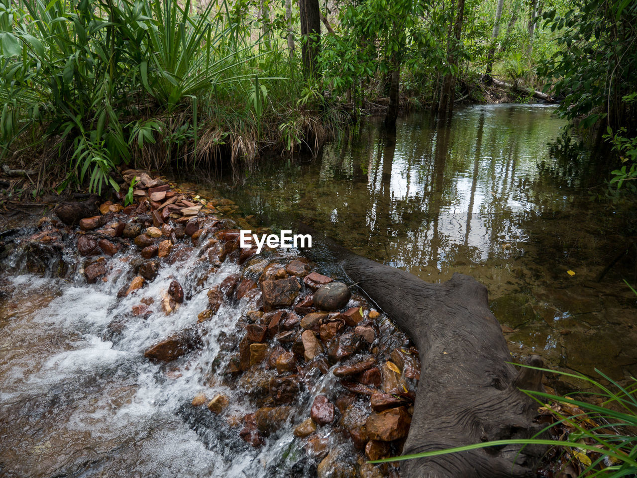 SCENIC VIEW OF RIVER FLOWING IN FOREST