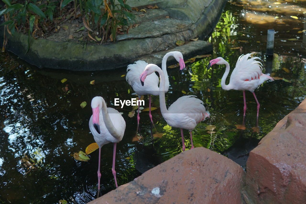 animal, animal themes, animal wildlife, bird, wildlife, water, zoo, group of animals, lake, nature, flamingo, no people, pink, day, large group of animals, beauty in nature, plant, outdoors, rock, water bird, high angle view