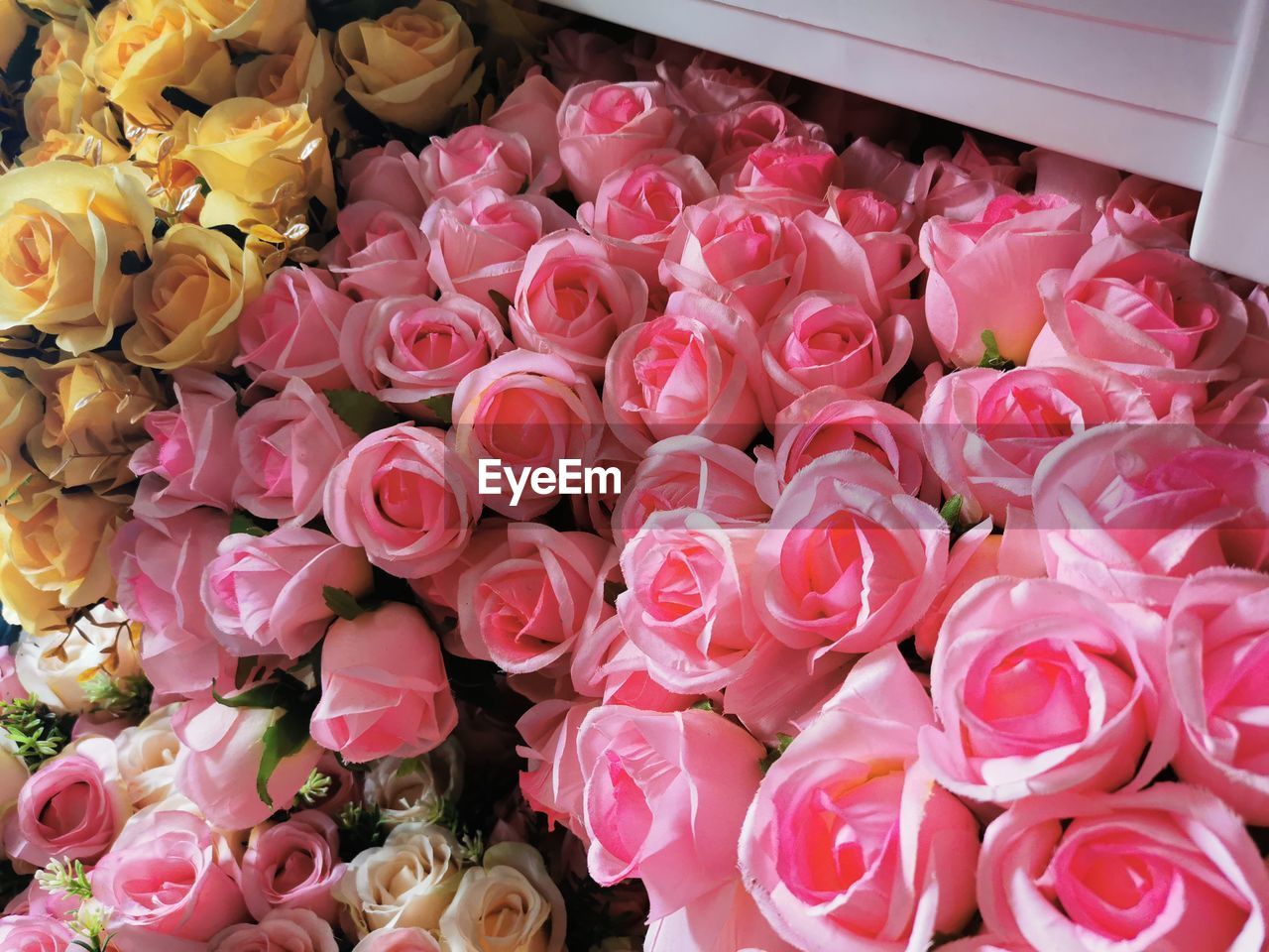 HIGH ANGLE VIEW OF PINK ROSES ON PLANT