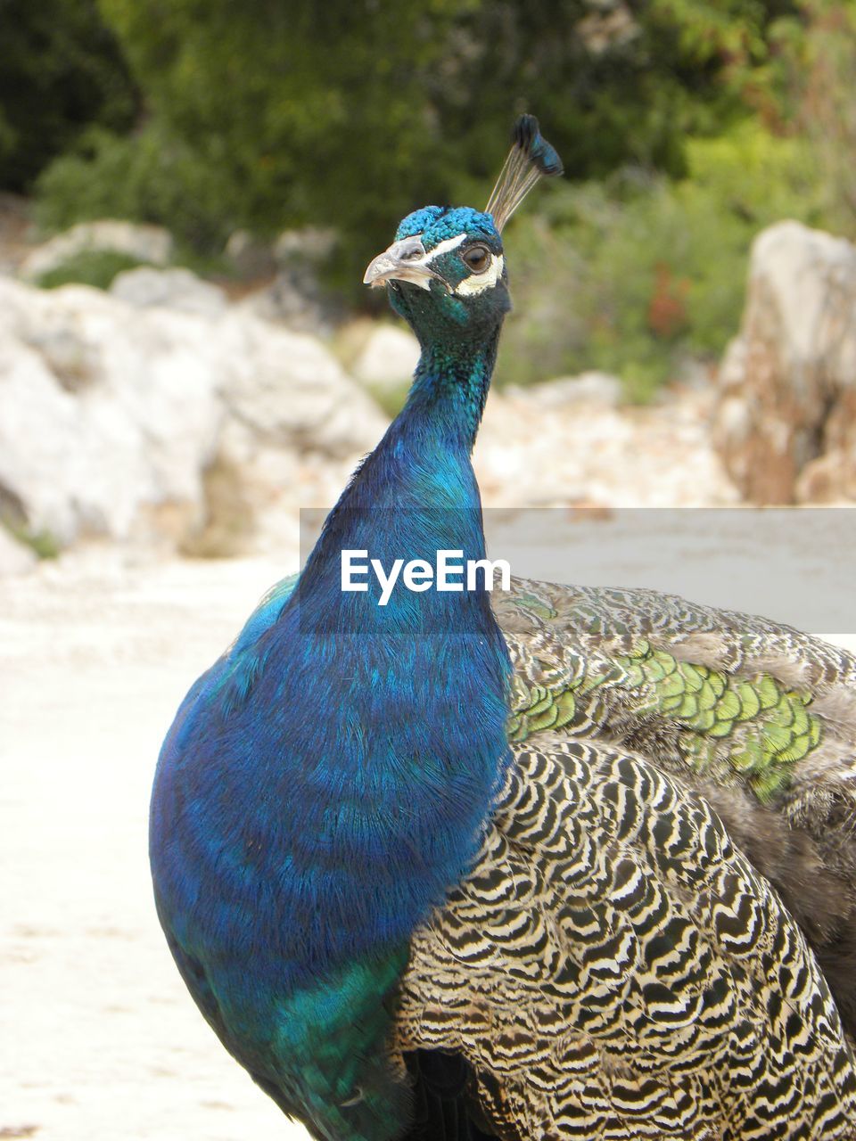 CLOSE-UP OF PEACOCK AGAINST BLUE BACKGROUND