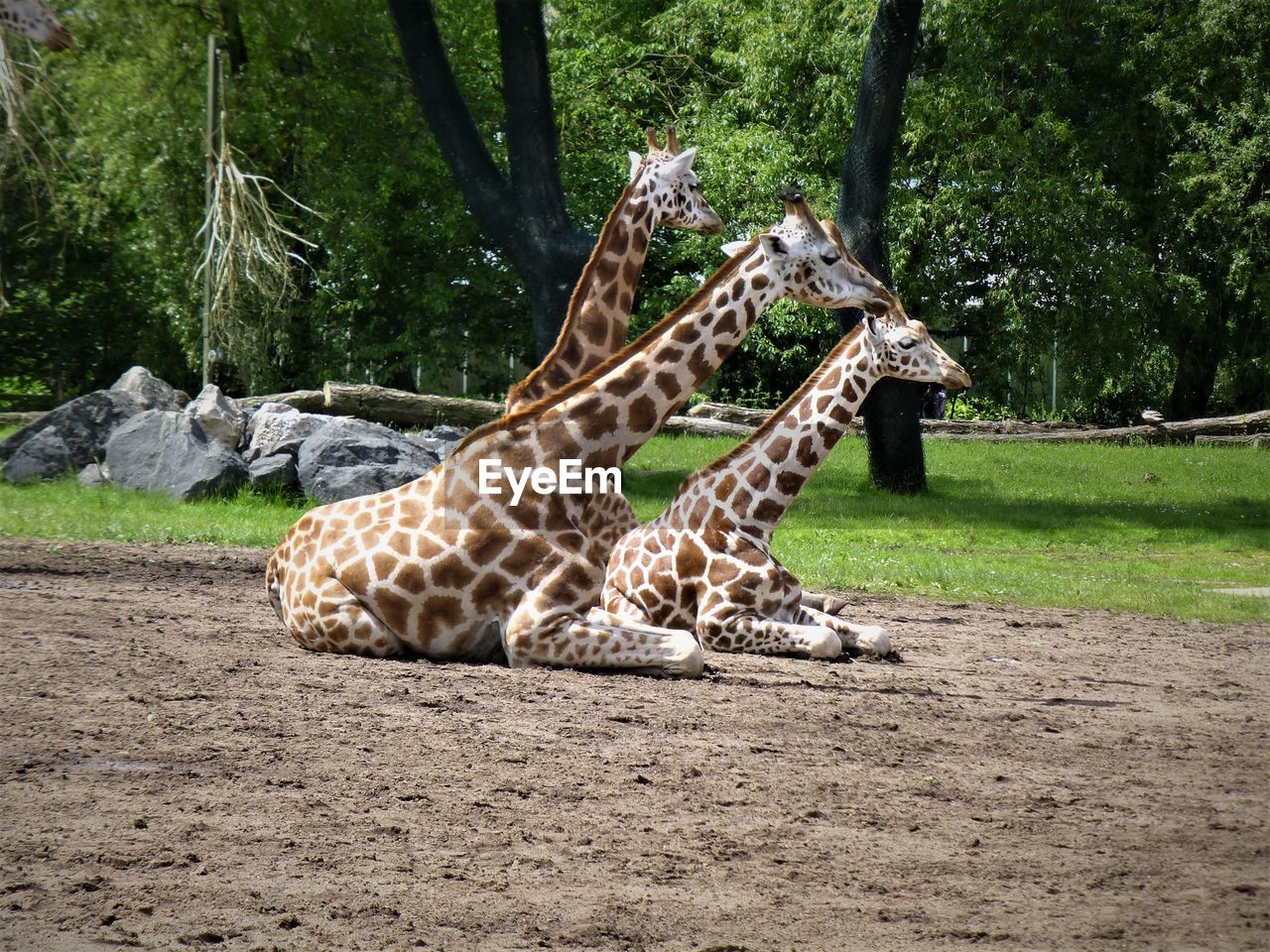 GIRAFFE IN ZOO