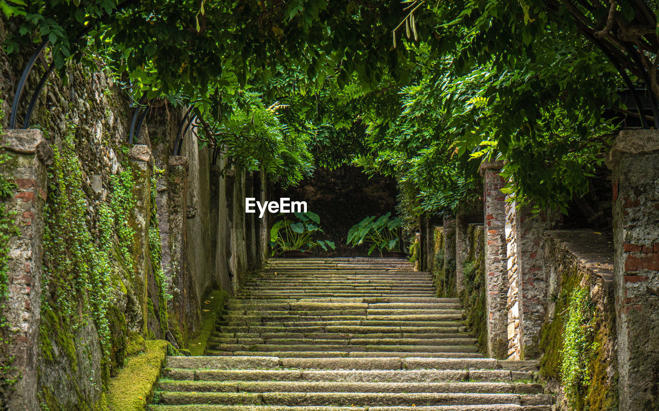 Steps amidst trees and plants in forest