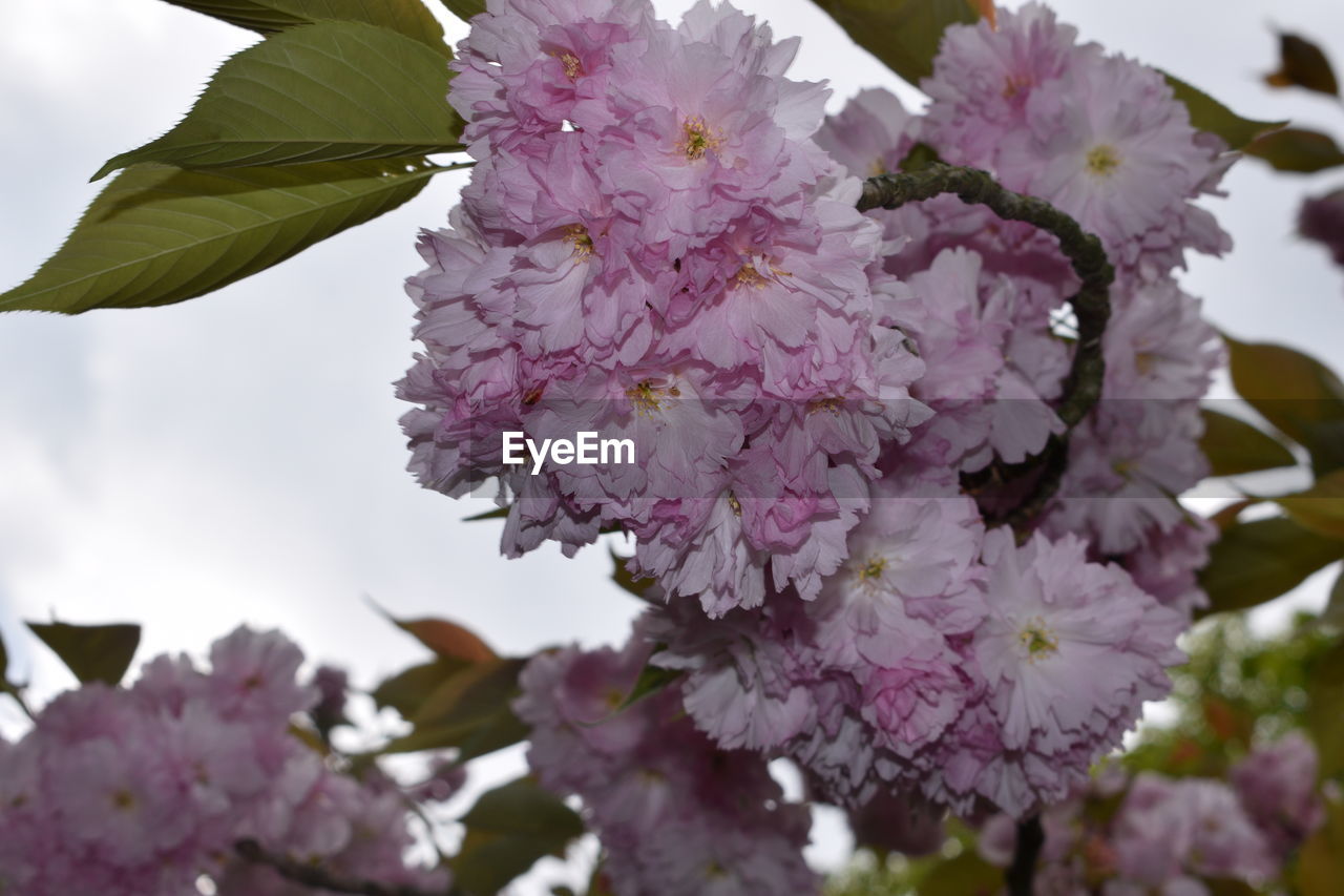 CLOSE-UP OF PINK FLOWERS ON BRANCH