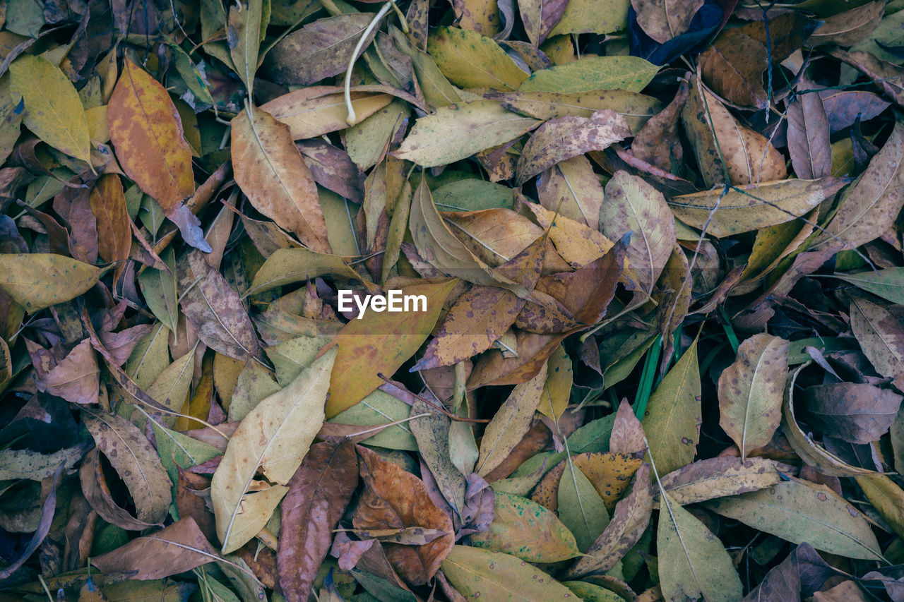 Close-up of fallen maple leaves