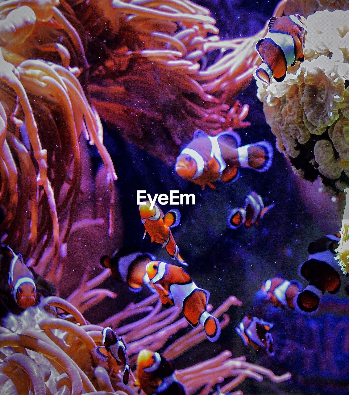 Clown fishes swimming in tank by corals seen from glass