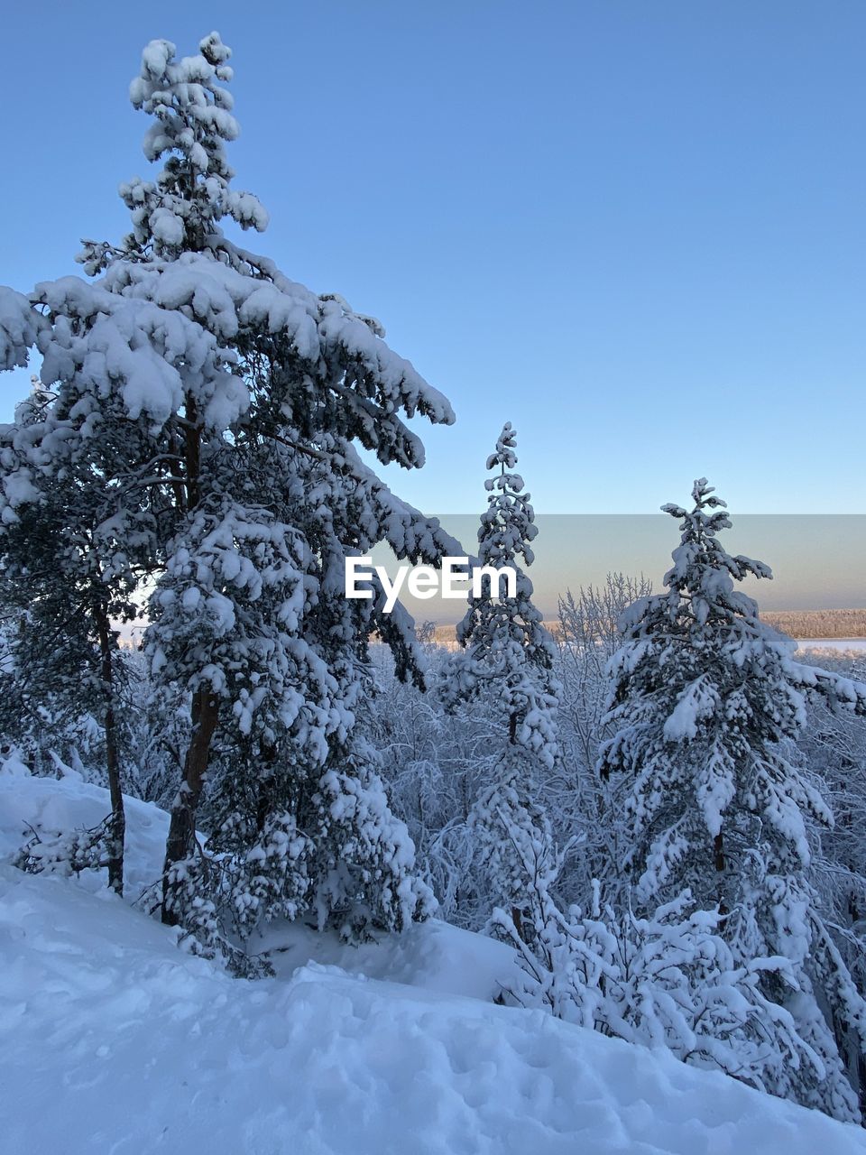 Snow covered pine trees on field against sky