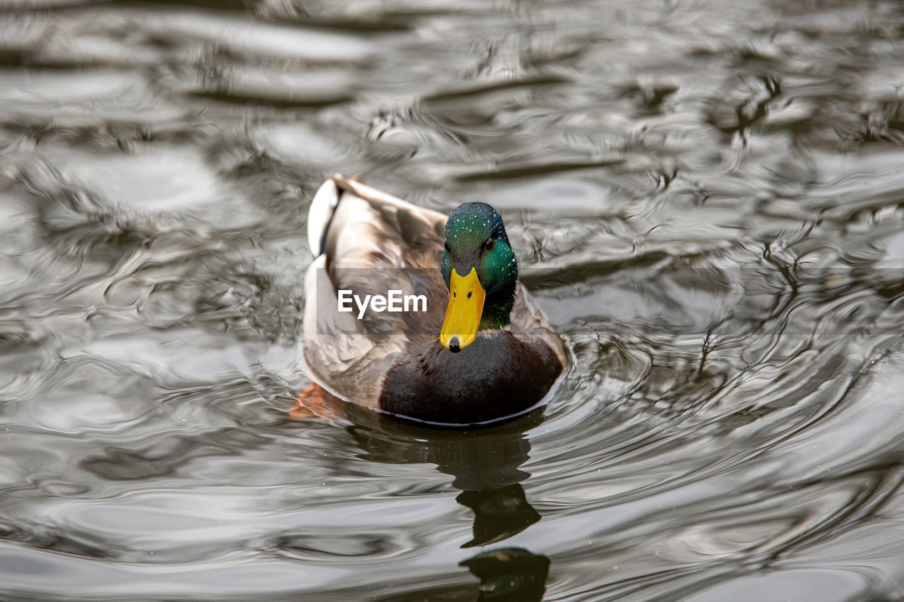 Duck swimming in lake