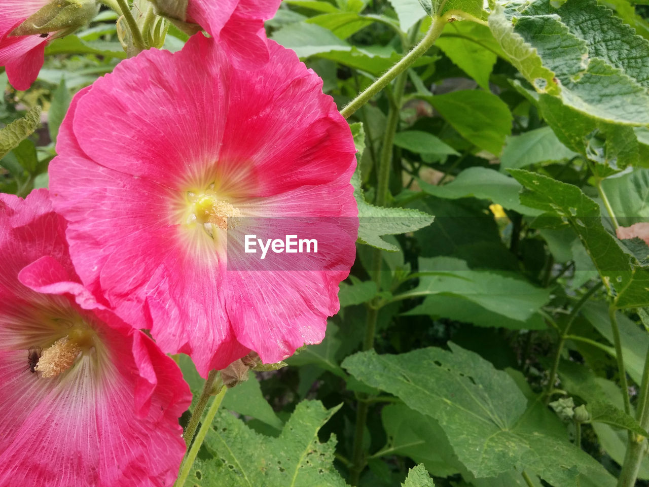 CLOSE-UP OF PINK FLOWERS BLOOMING