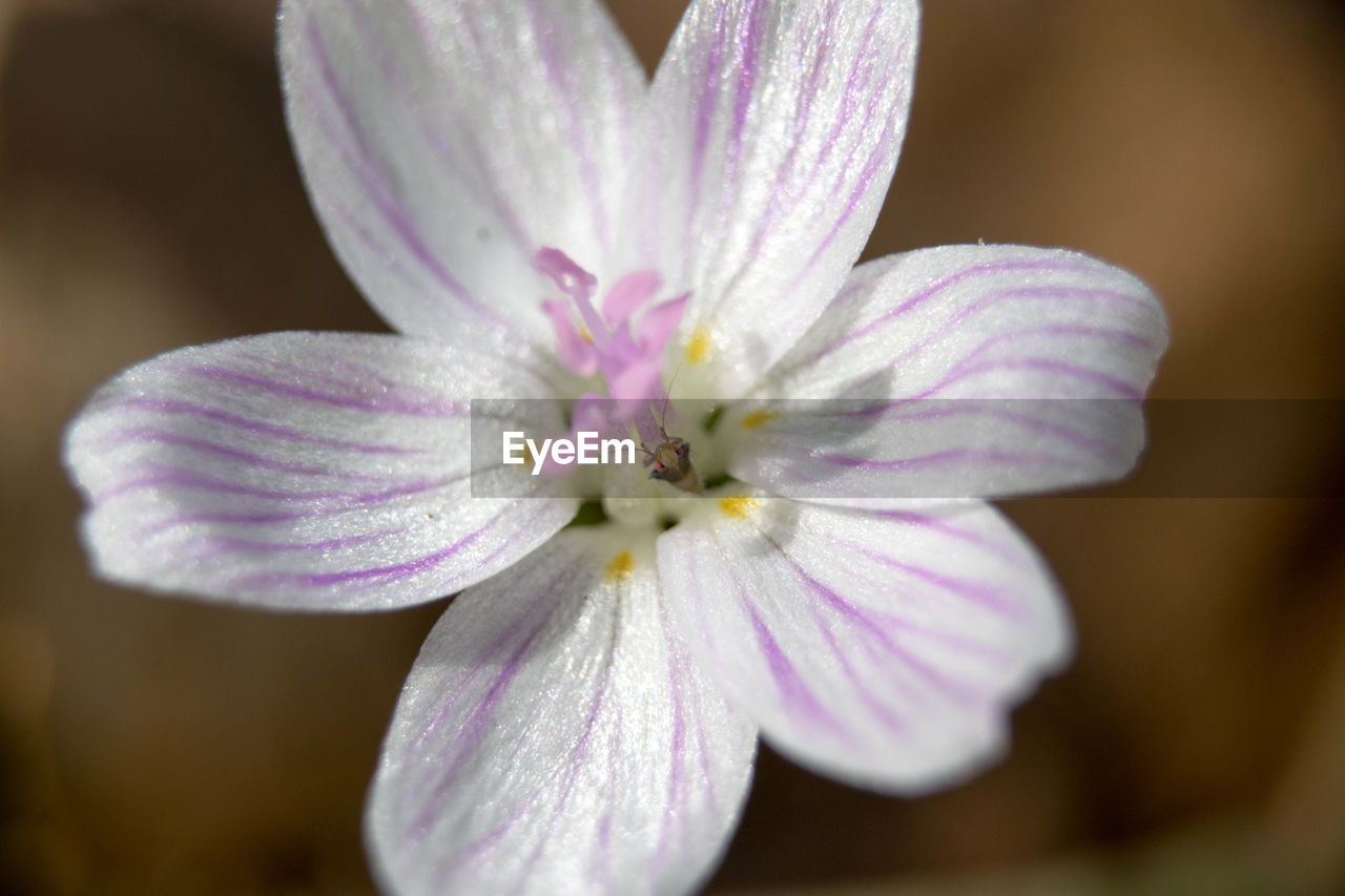 CLOSE UP OF FLOWER