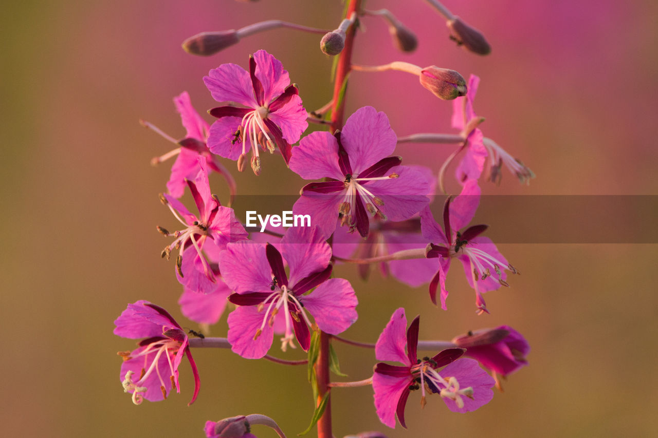 Close-up of pink flowering plant