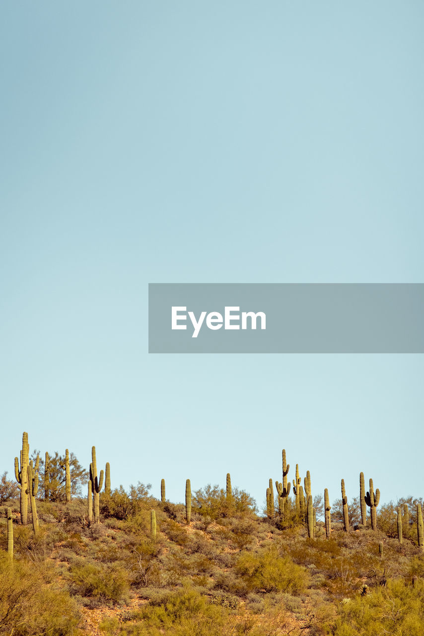 Group of saguaro cacti standing prominently in the sanoran desert near phoenix arizona. 
