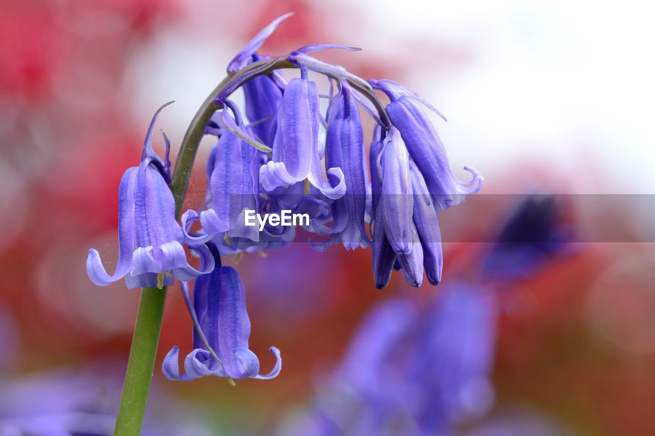 Close-up of flowers against blurred background