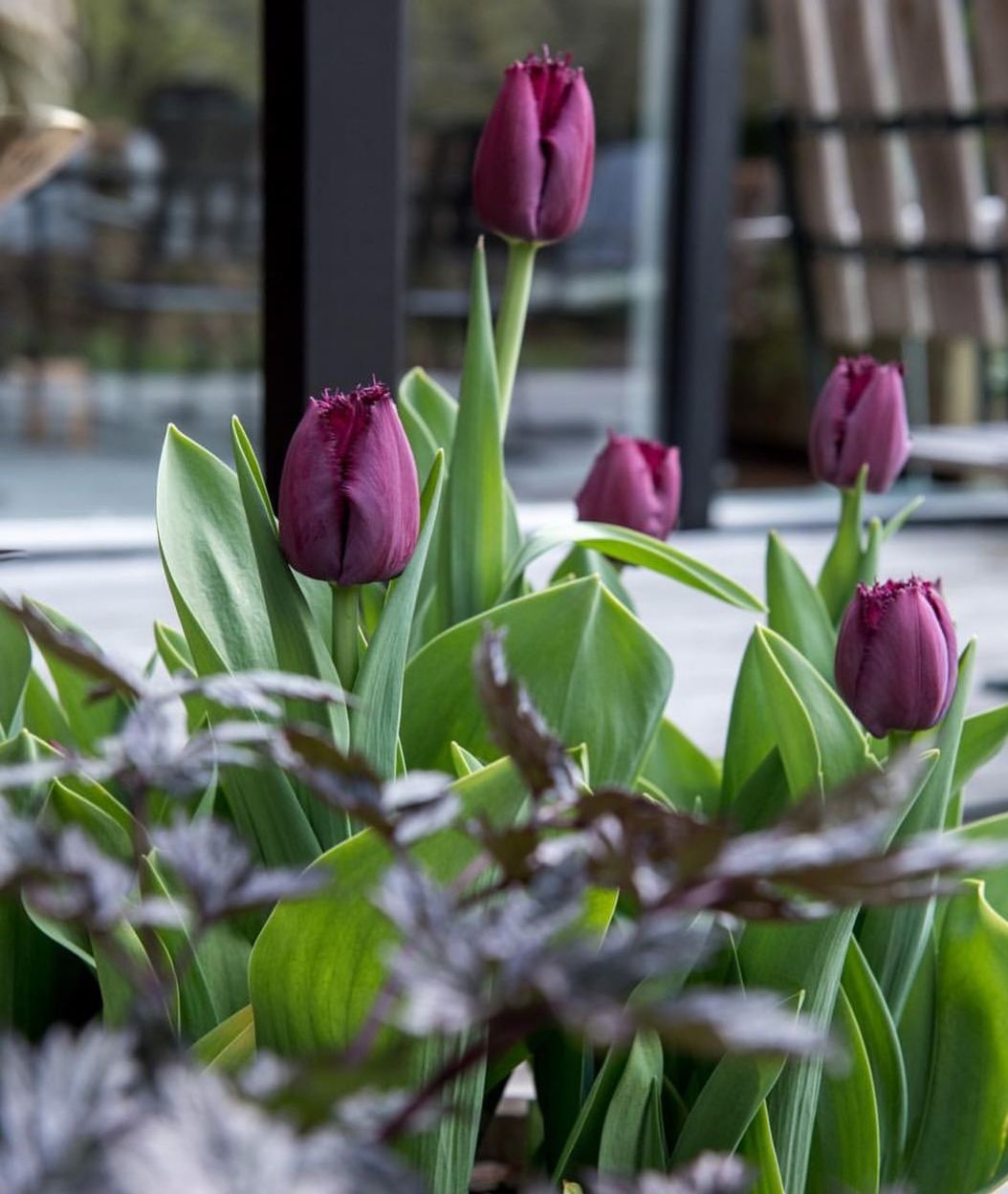 Close-up of tulips blooming outdoors