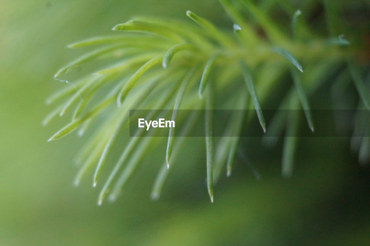 Close-up of wet plant