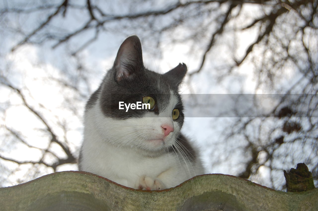 LOW ANGLE VIEW OF CAT ON TREE